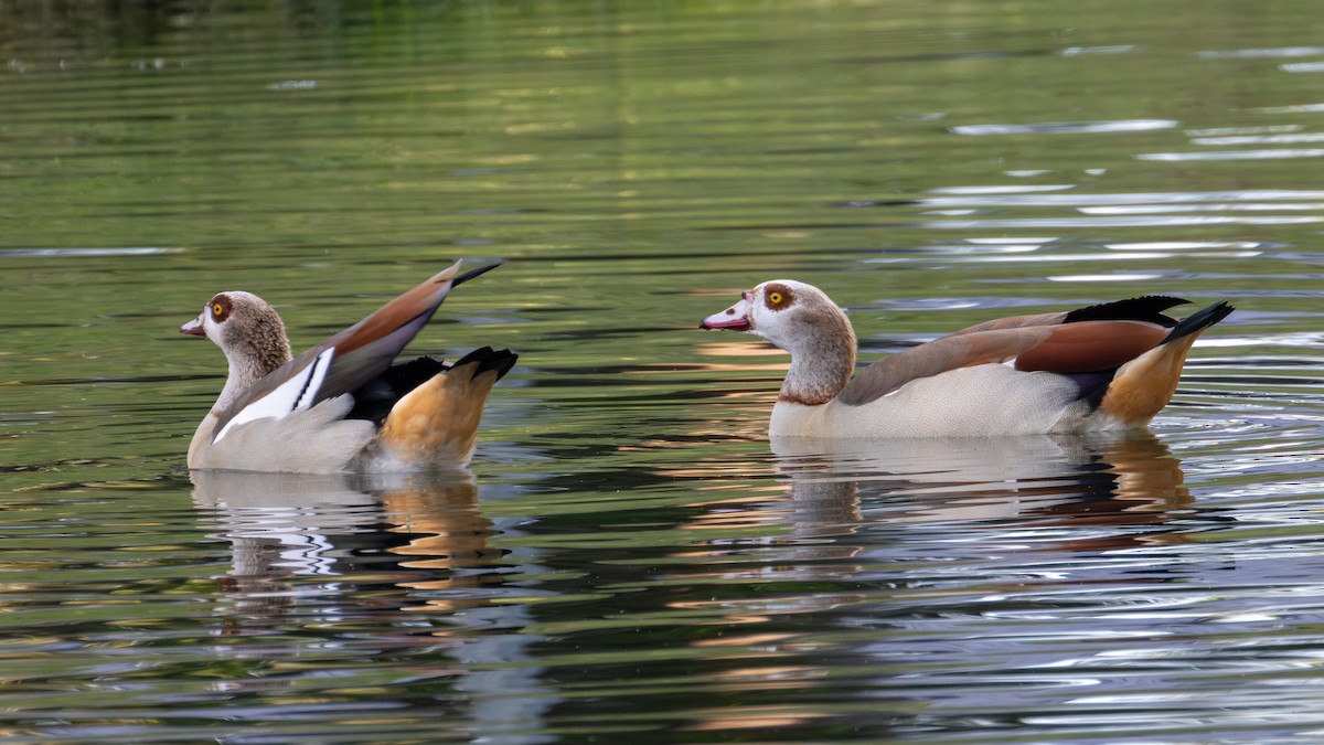 Egyptian Goose - ML620627771