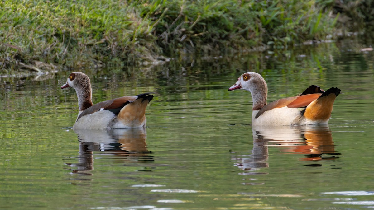 Egyptian Goose - ML620627772