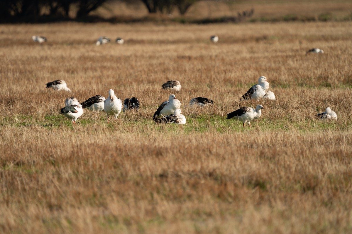 Andean Goose - ML620627774