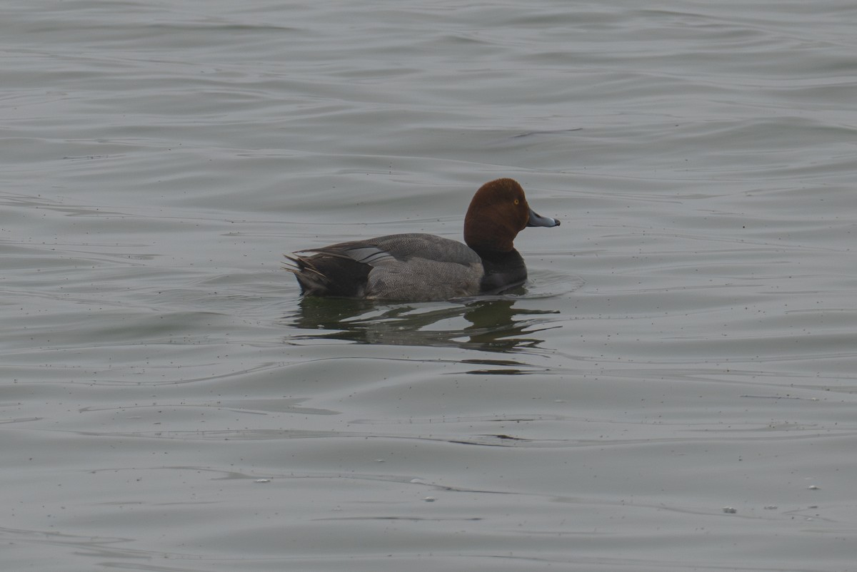 Redhead - ML620627775