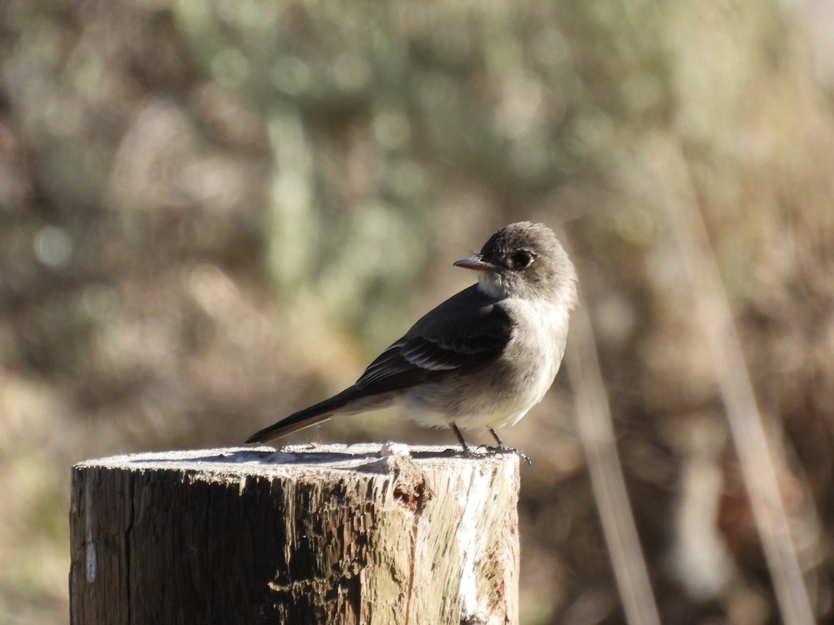 Western Wood-Pewee - ML620627776