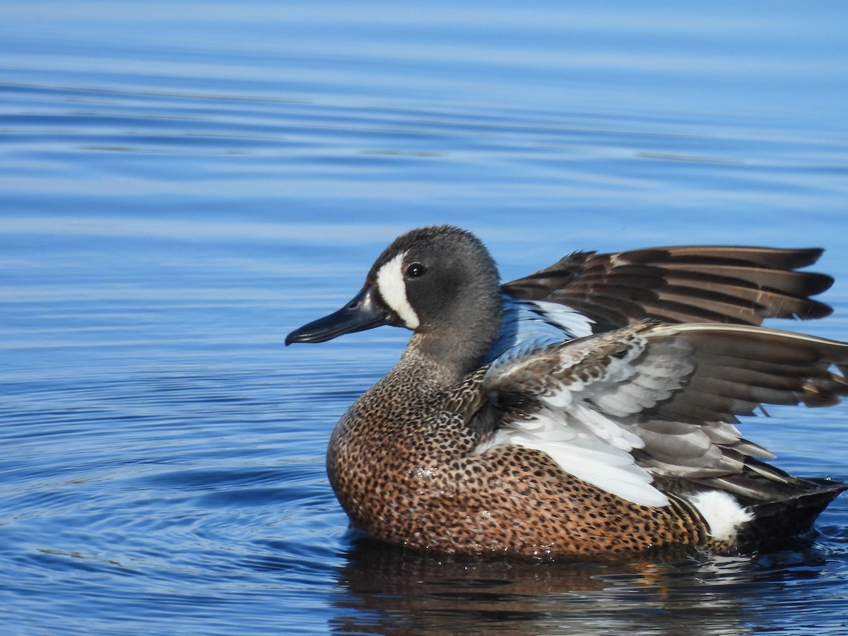 Blue-winged Teal - ML620627779