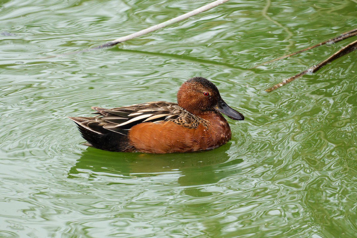 Cinnamon Teal - ML620627780