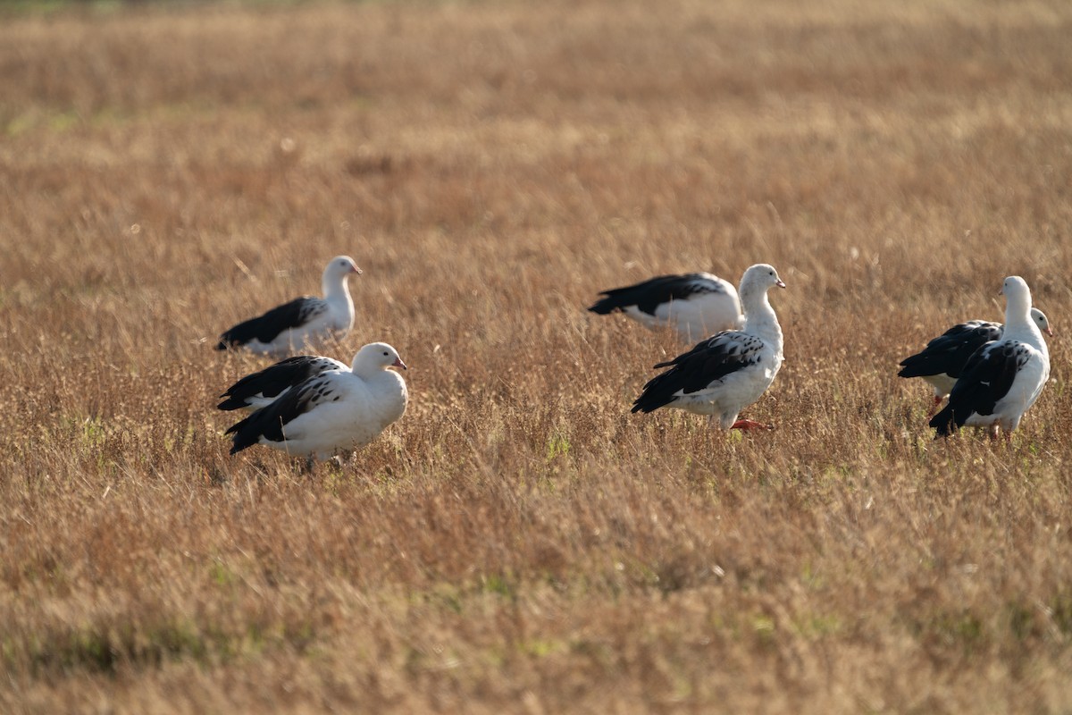 Andean Goose - ML620627781