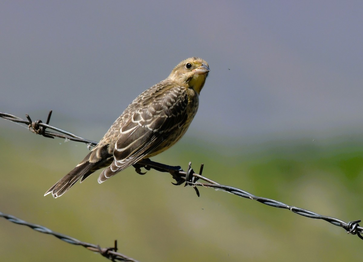 Tordo Cabecipardo - ML620627783