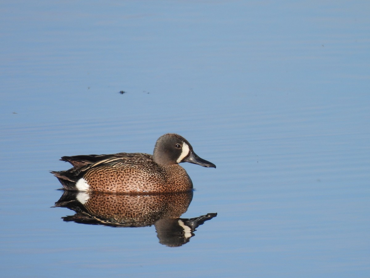 Blue-winged Teal - ML620627784