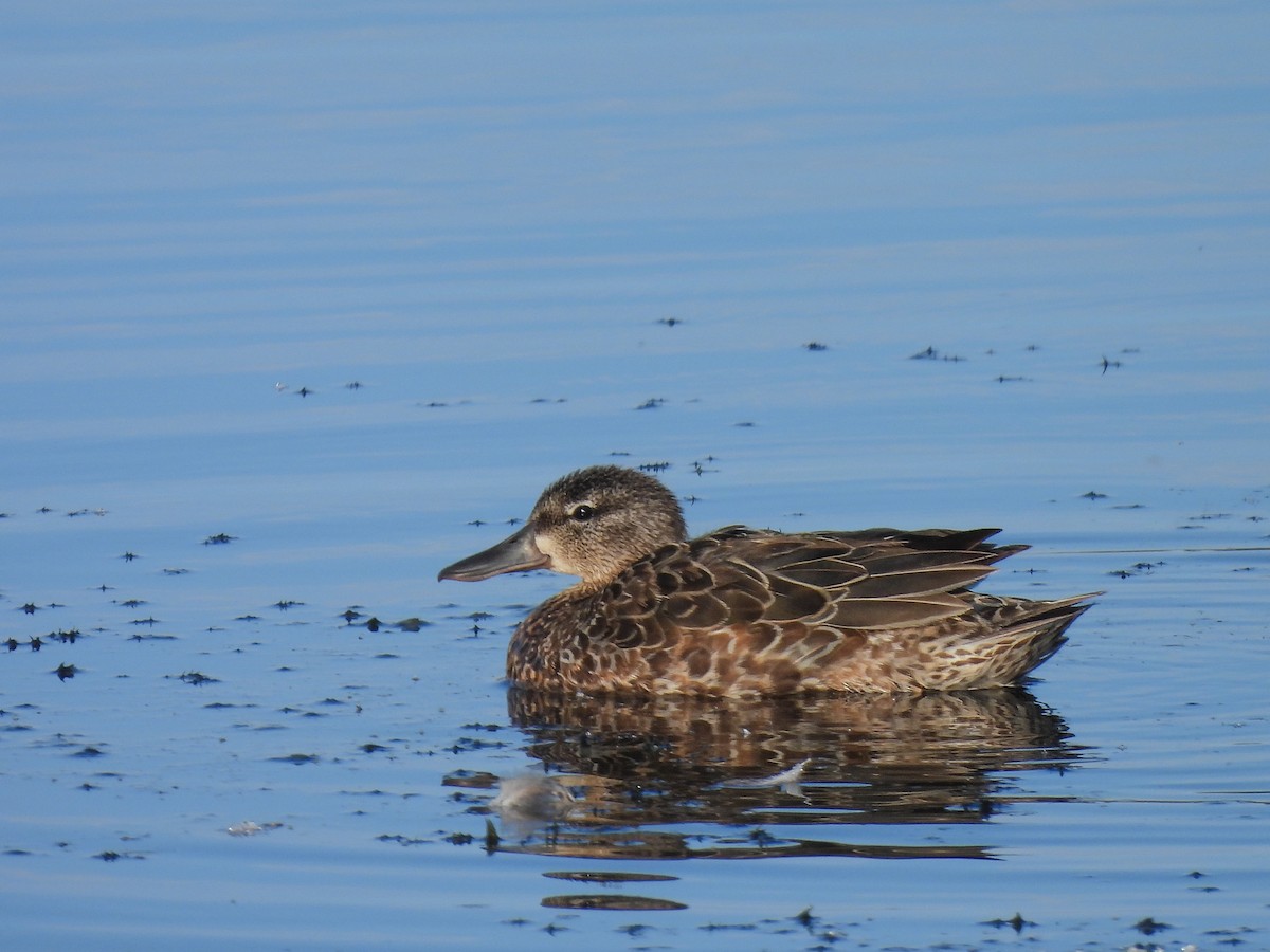 Blue-winged Teal - ML620627786