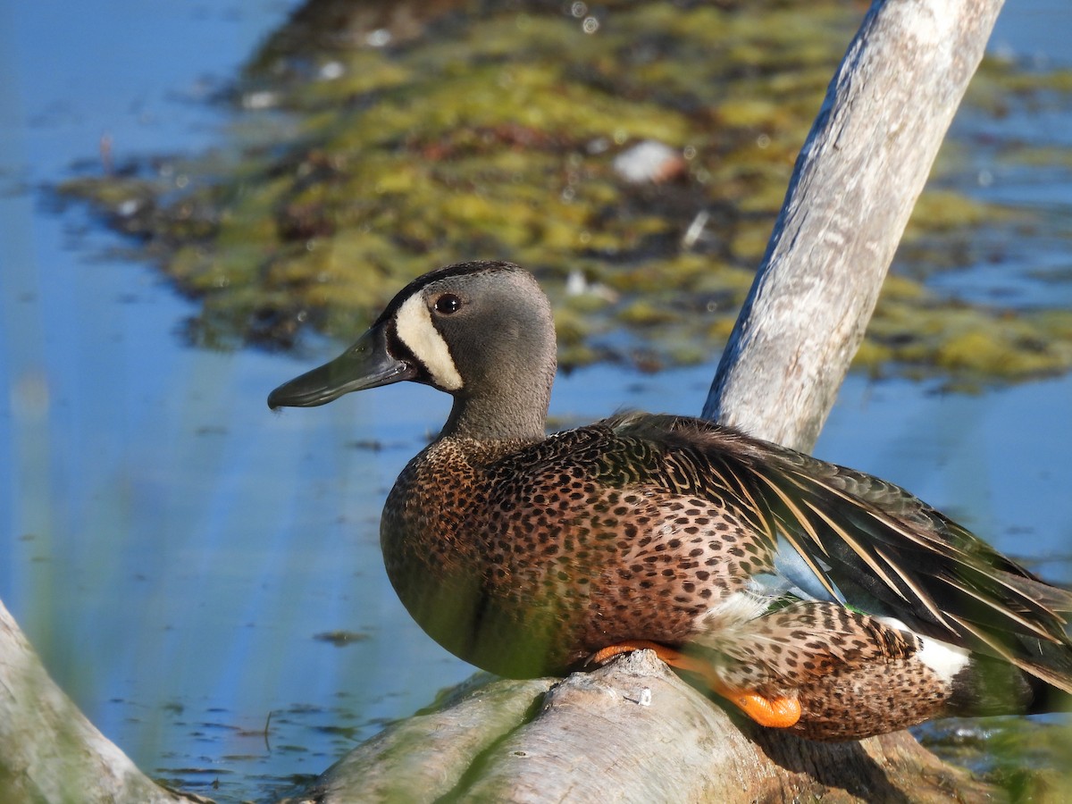 Blue-winged Teal - ML620627787