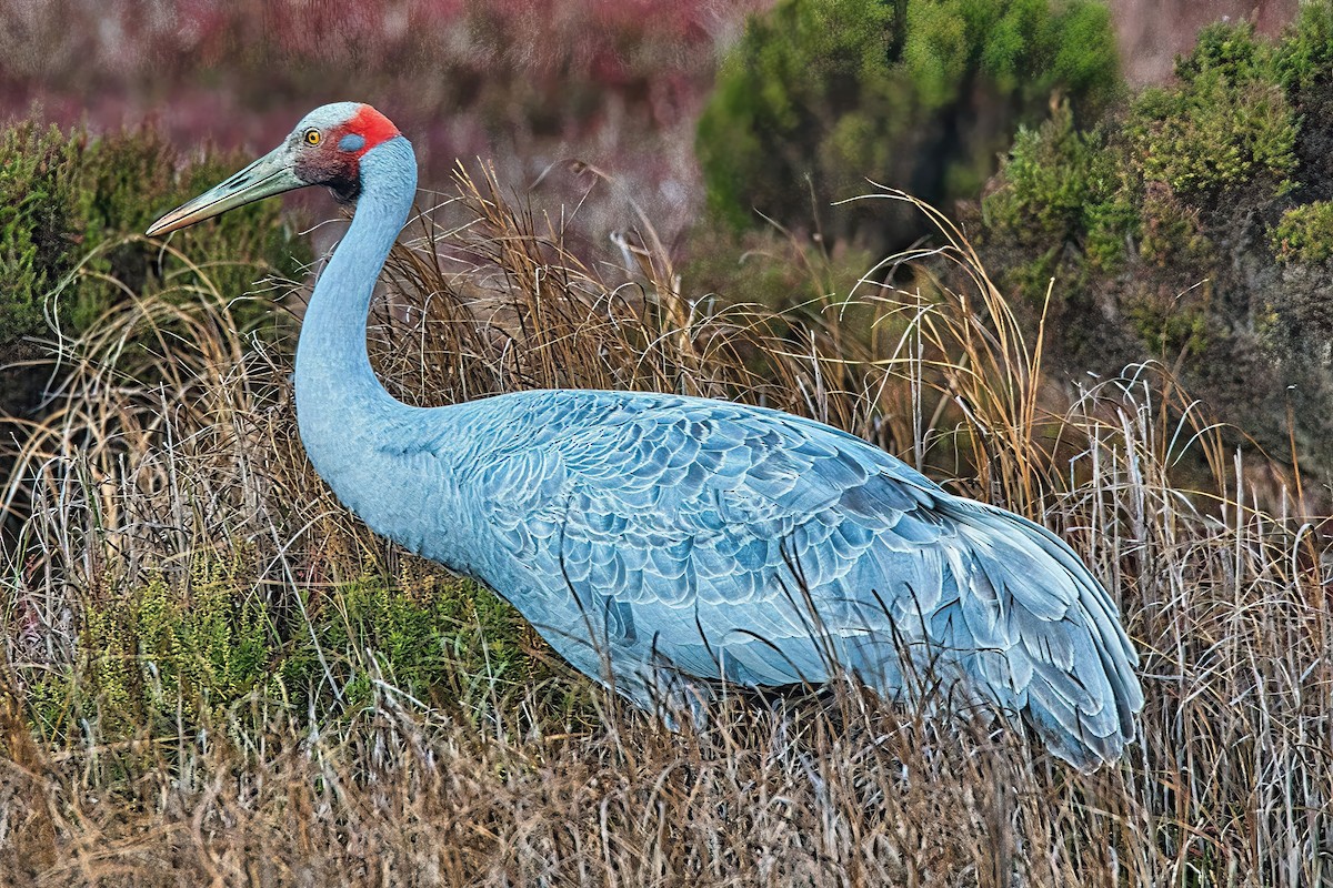 Grulla Brolga - ML620627789