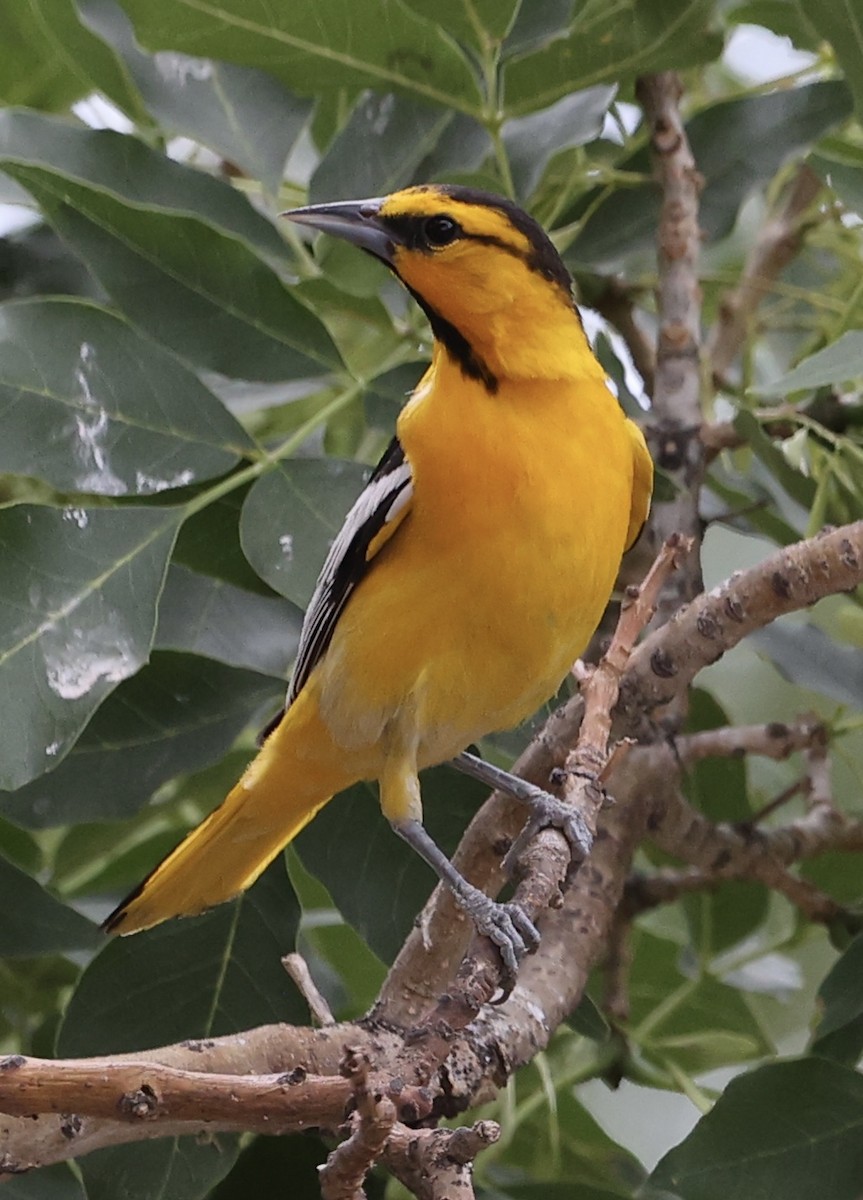 Oriole de Bullock - ML620627792