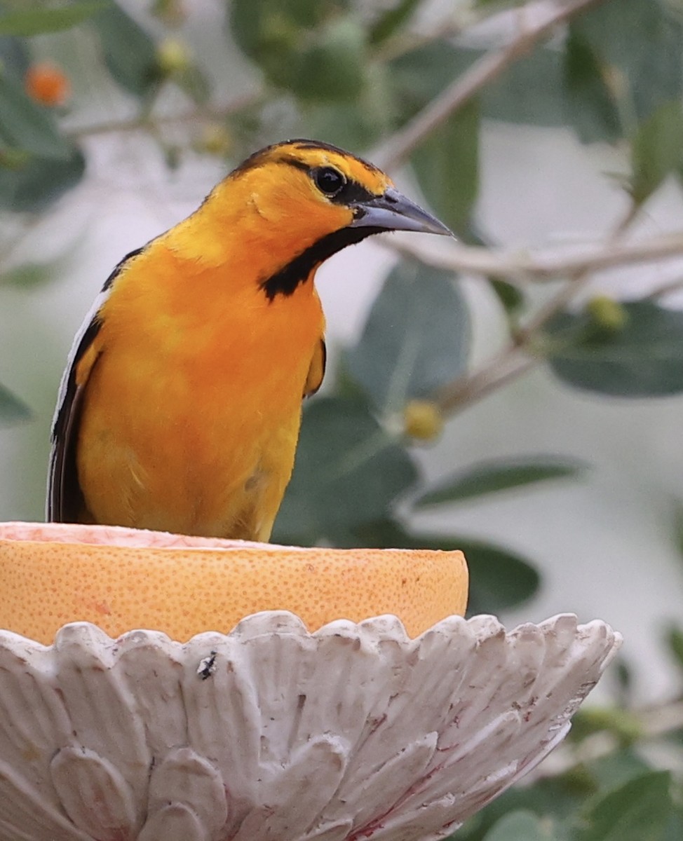 Bullock's Oriole - ML620627793