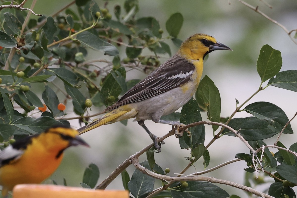 Bullock's Oriole - ML620627794