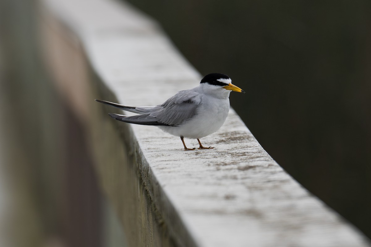 Least Tern - ML620627798