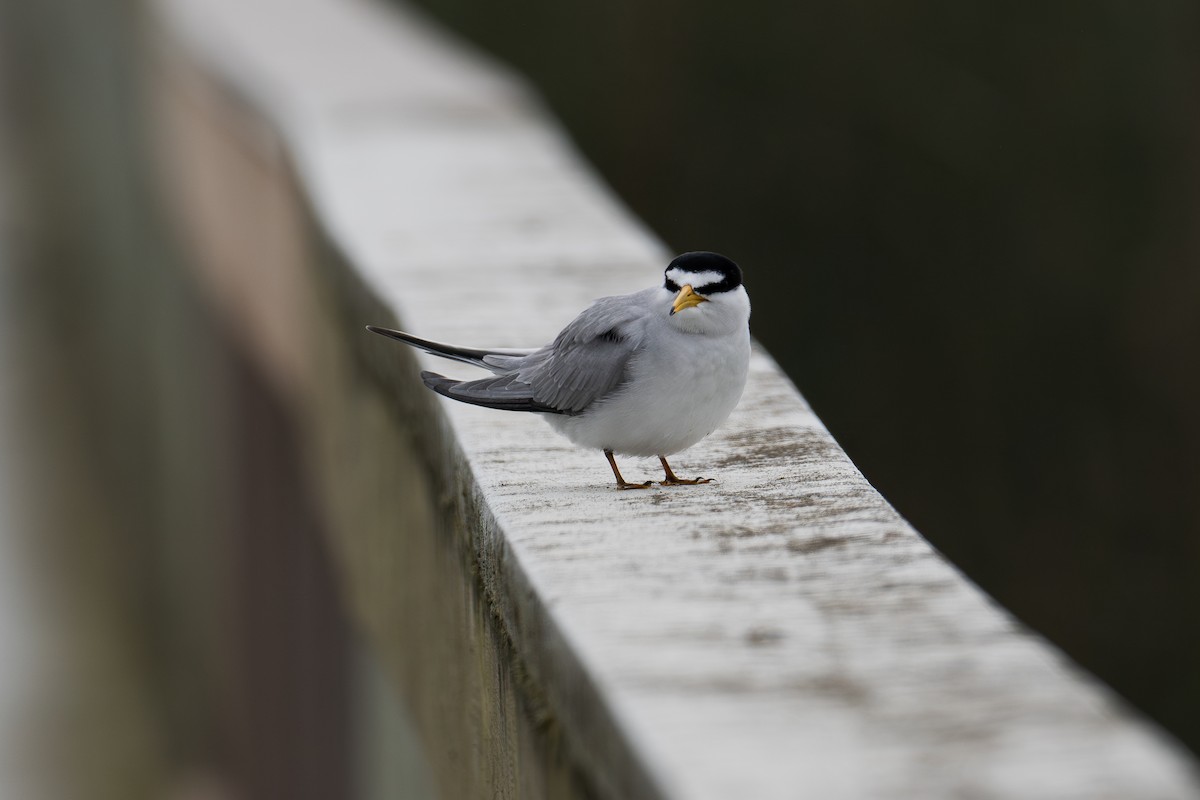 Least Tern - ML620627799