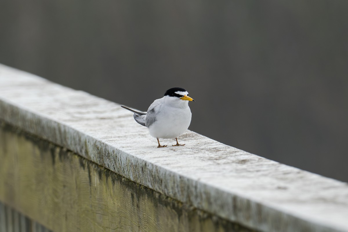 Least Tern - ML620627802