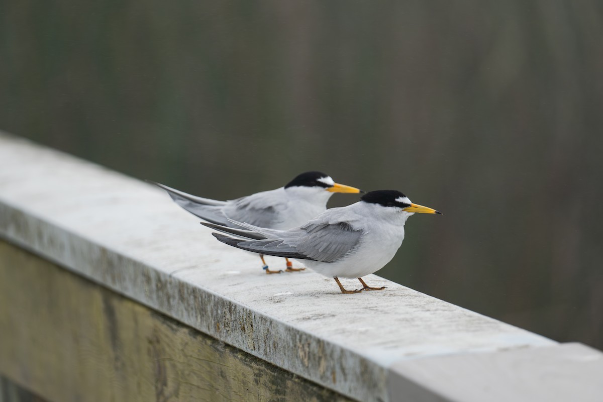 Least Tern - ML620627804