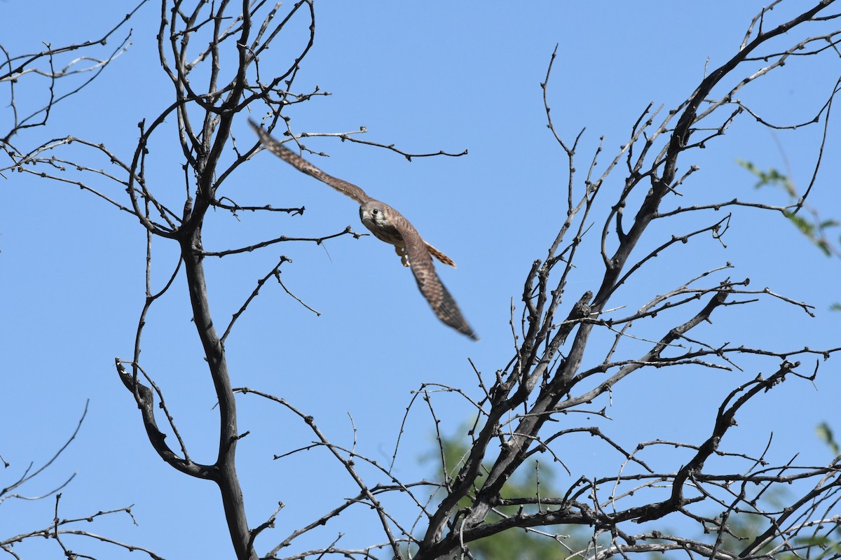 American Kestrel - ML620627819