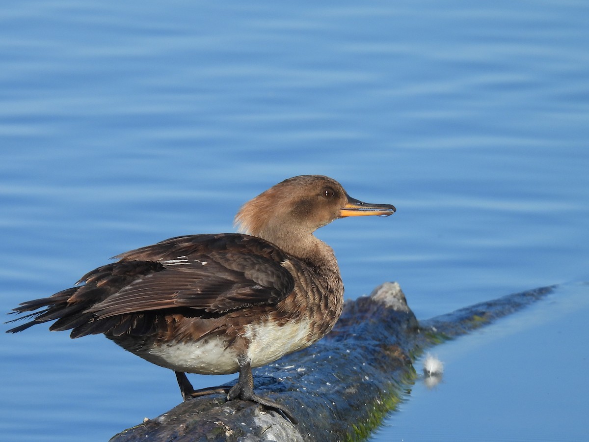 Hooded Merganser - ML620627822