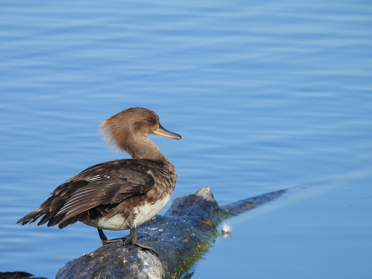 Hooded Merganser - ML620627823