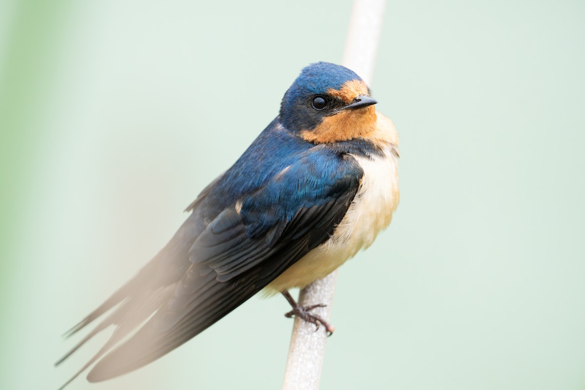 Barn Swallow - ML620627829