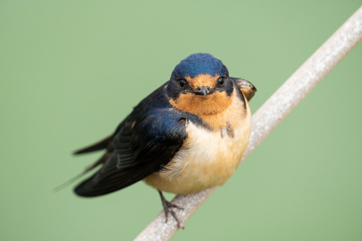 Barn Swallow - ML620627831