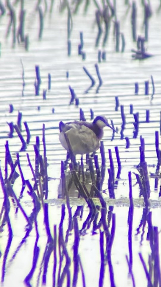 Wilson's Phalarope - ML620627833