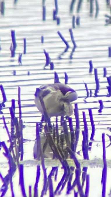 Wilson's Phalarope - ML620627834