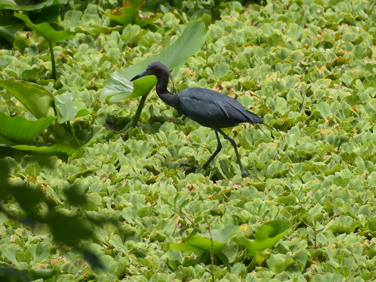 Little Blue Heron - ML620627835