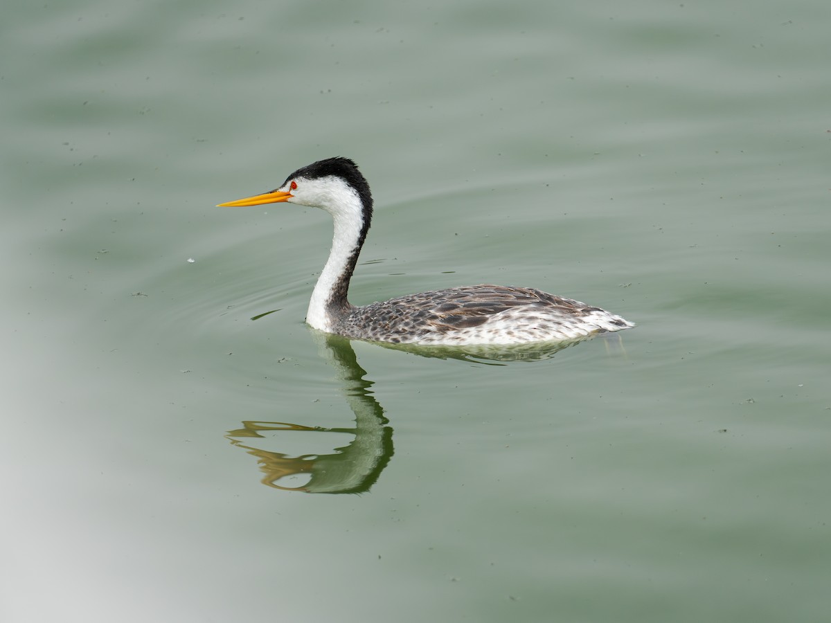 Clark's Grebe - ML620627836