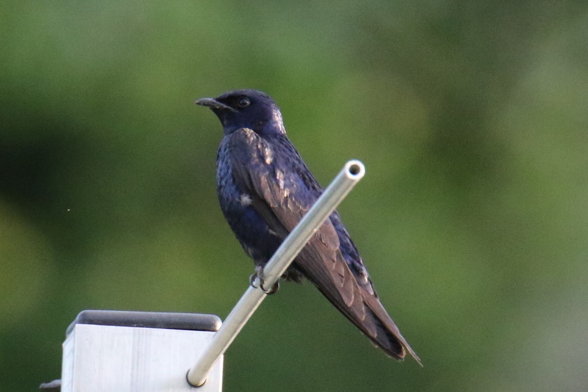 Purple Martin - ML620627839