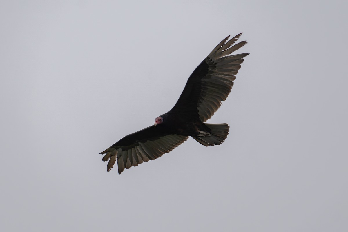 Turkey Vulture - ML620627840