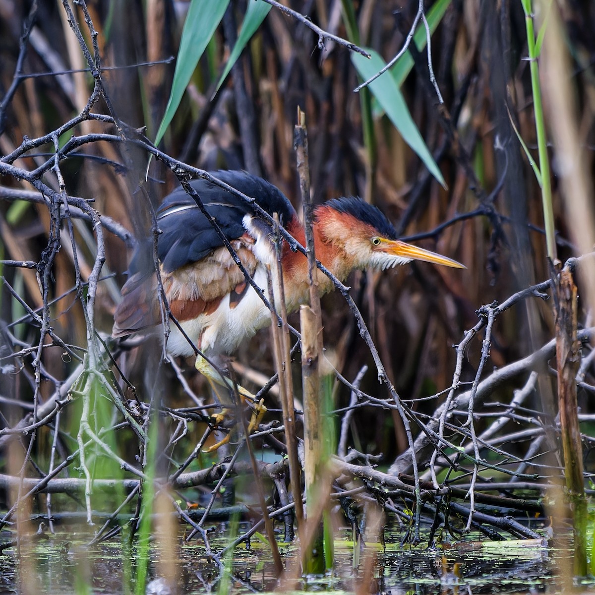 Least Bittern - Stevan Hubbard