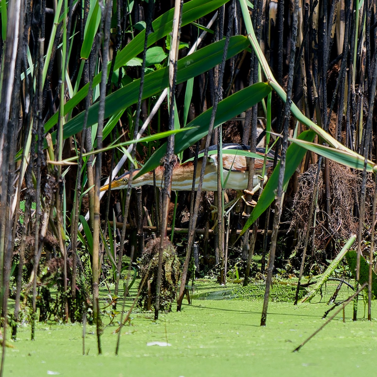 Least Bittern - ML620627843