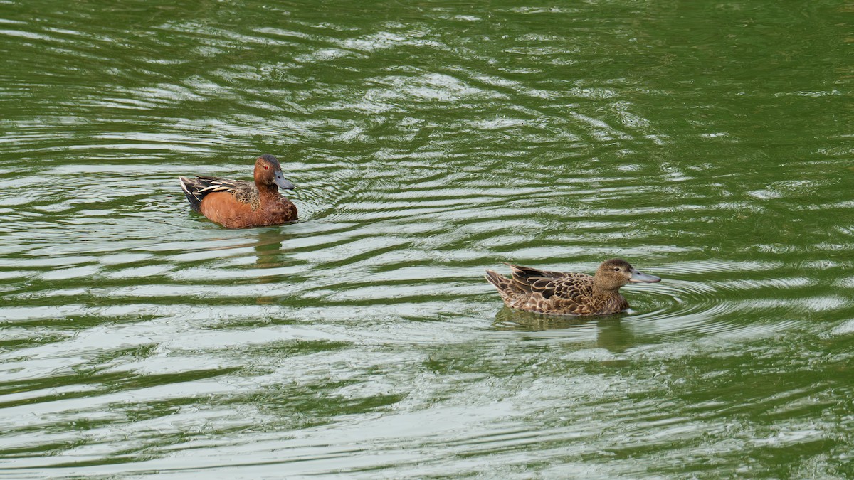 Cinnamon Teal - ML620627844