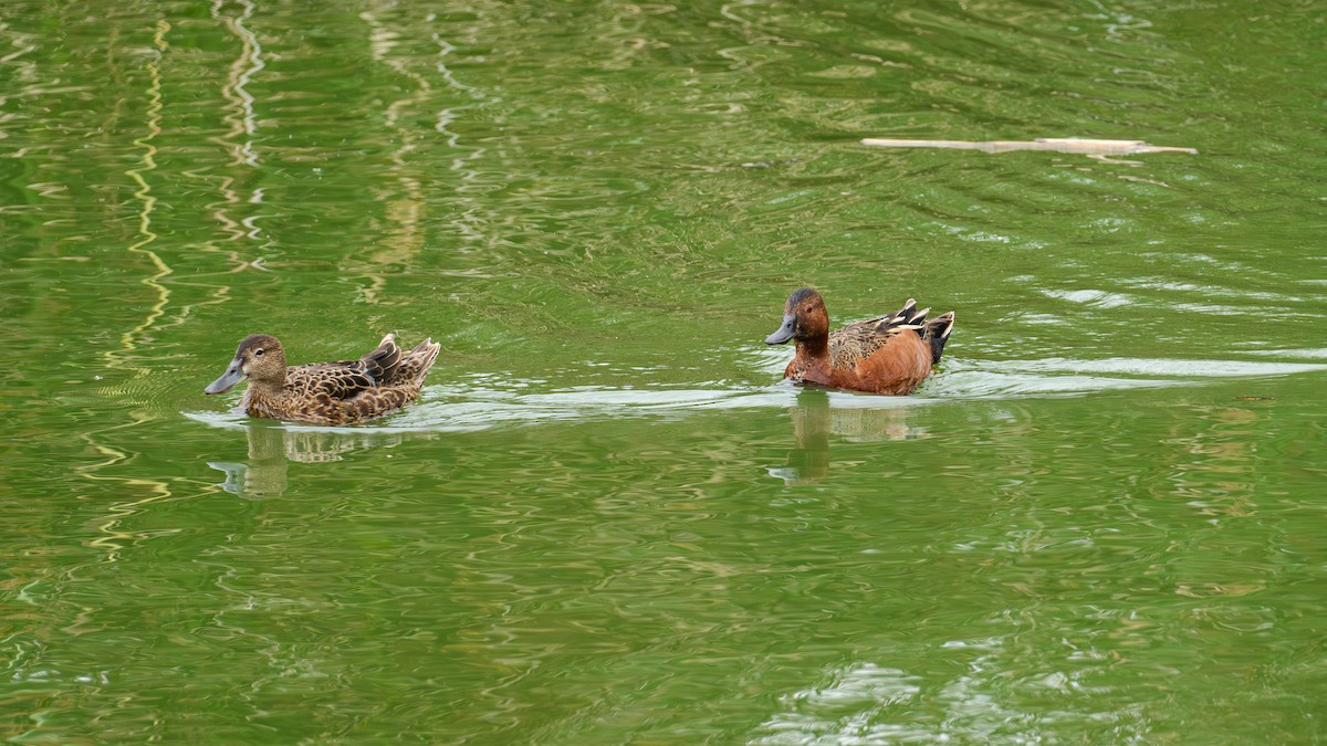 Cinnamon Teal - ML620627846