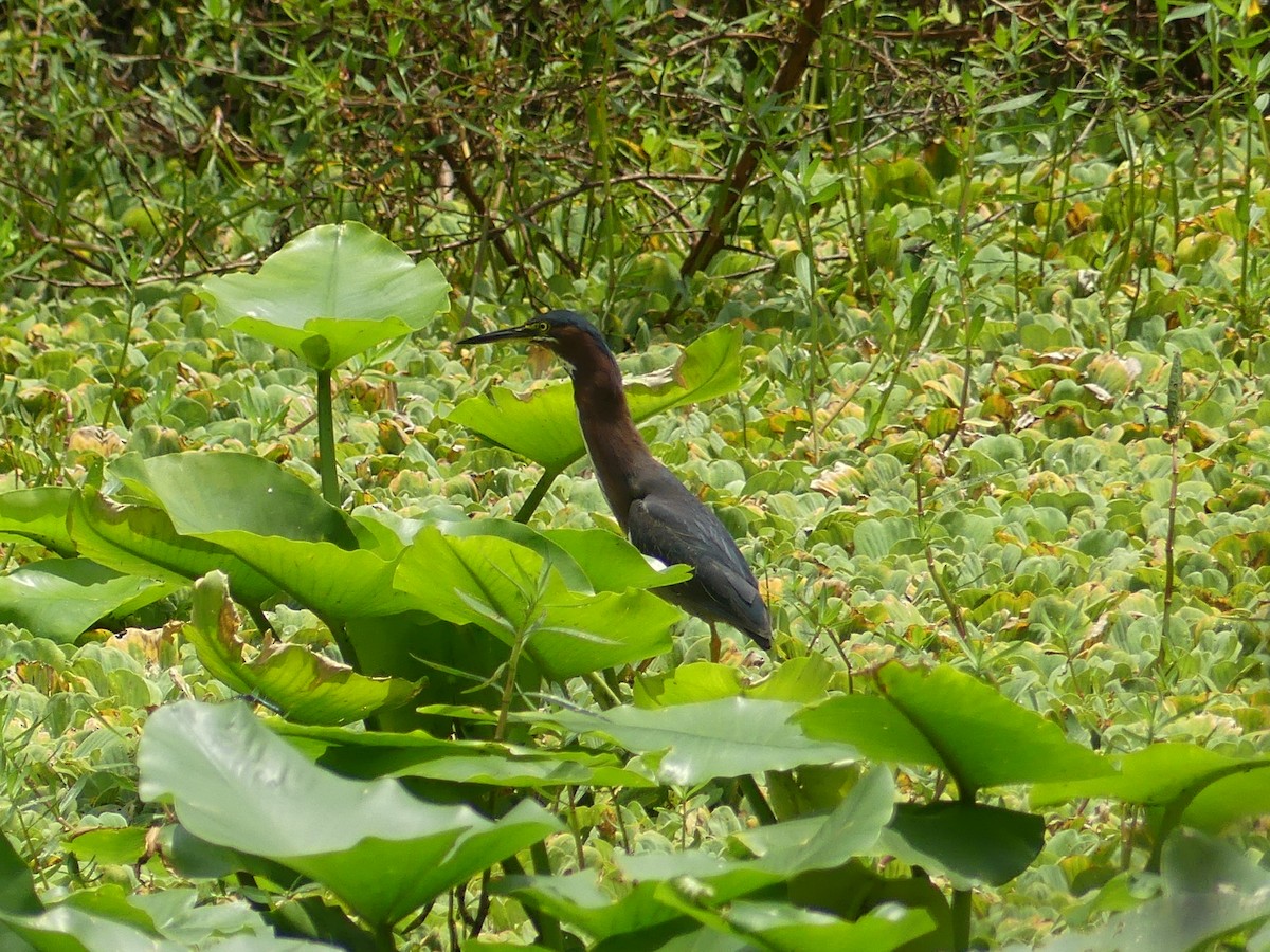 Green Heron - ML620627847