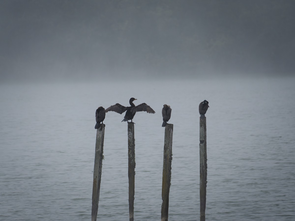 Cormorán Orejudo - ML620627848