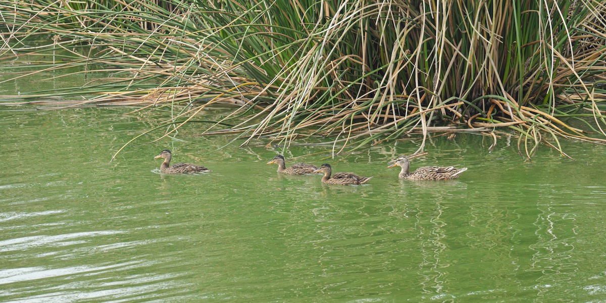 Canard colvert - ML620627851