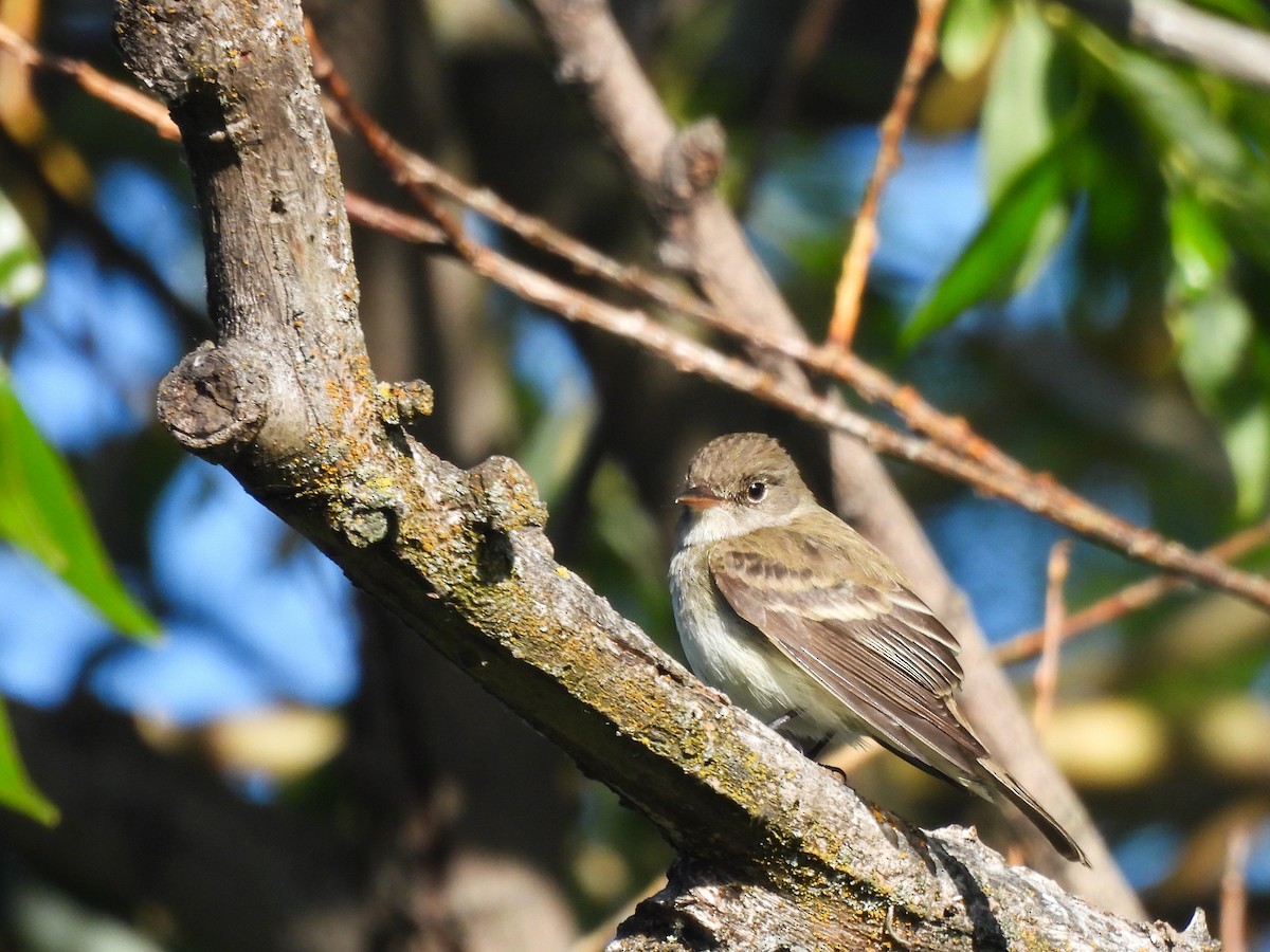 Willow Flycatcher - ML620627852