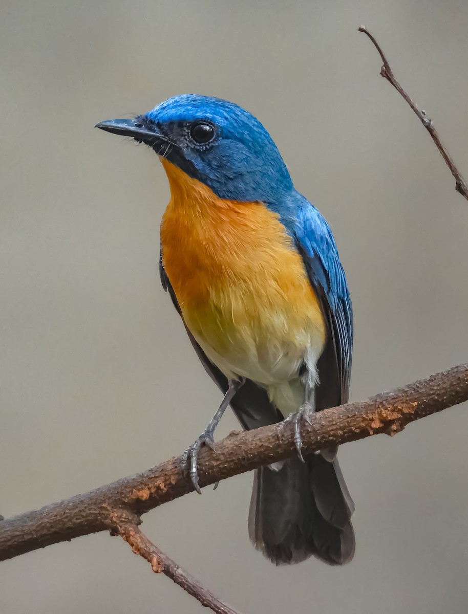 Tickell's Blue Flycatcher - ML620627853