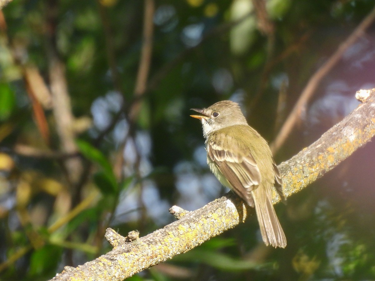 Willow Flycatcher - ML620627854