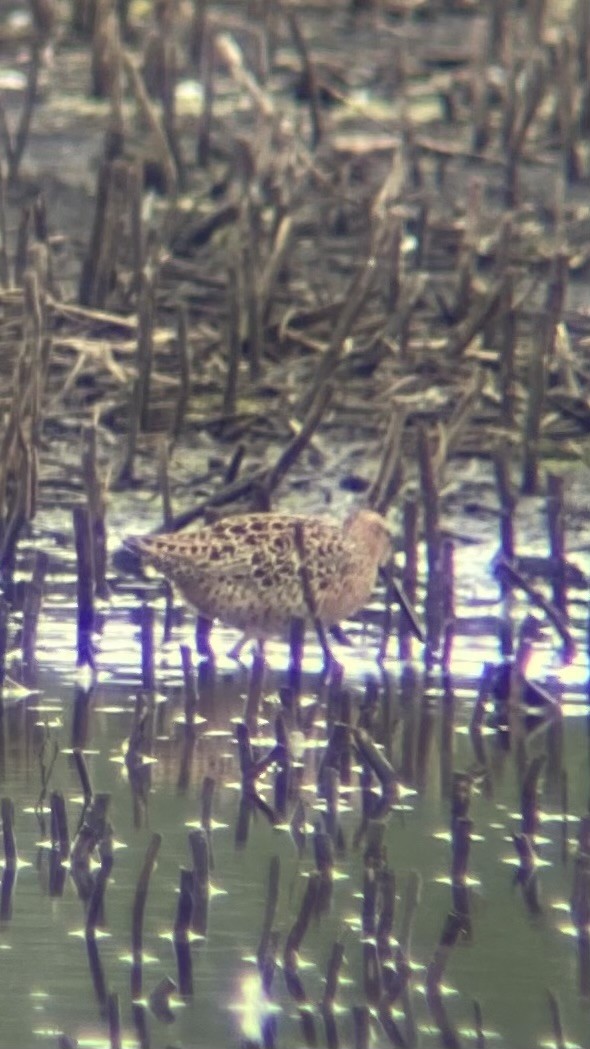 Short-billed Dowitcher - ML620627855