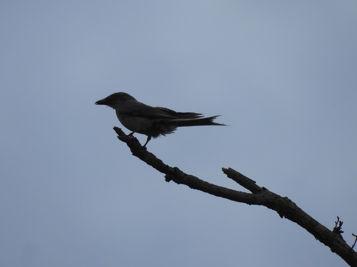 drongo kouřový - ML620627857