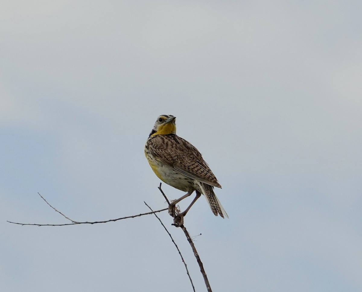 Western Meadowlark - ML620627858