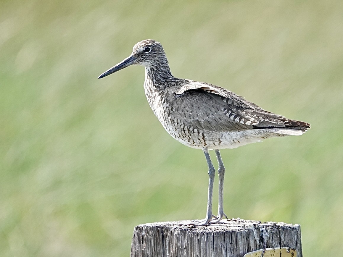 Willet - ML620627860