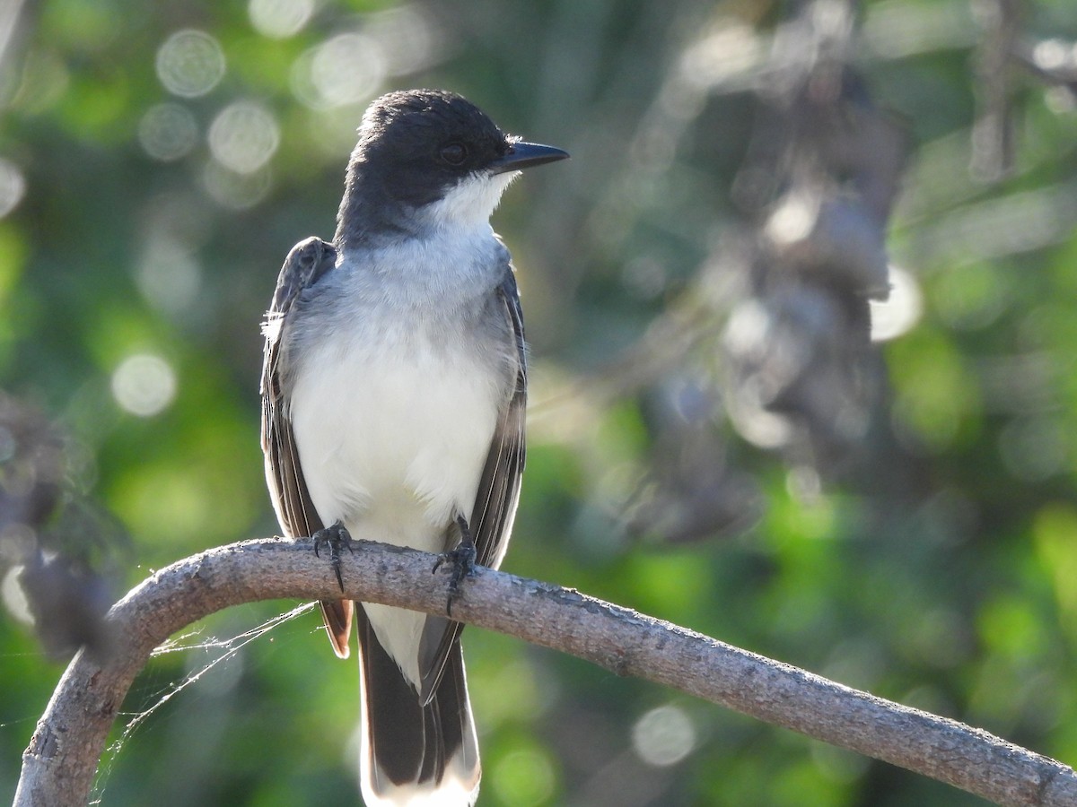 Eastern Kingbird - ML620627868