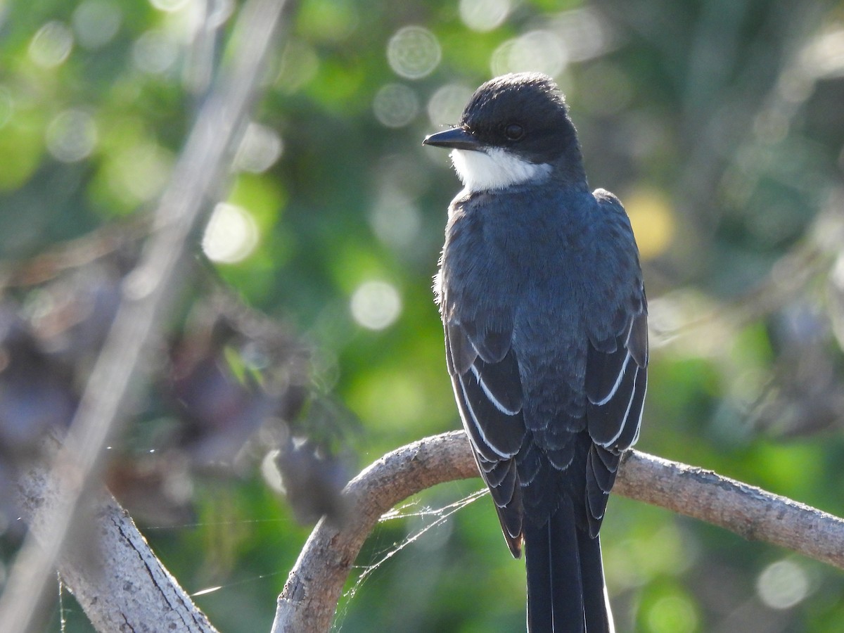 Eastern Kingbird - ML620627869