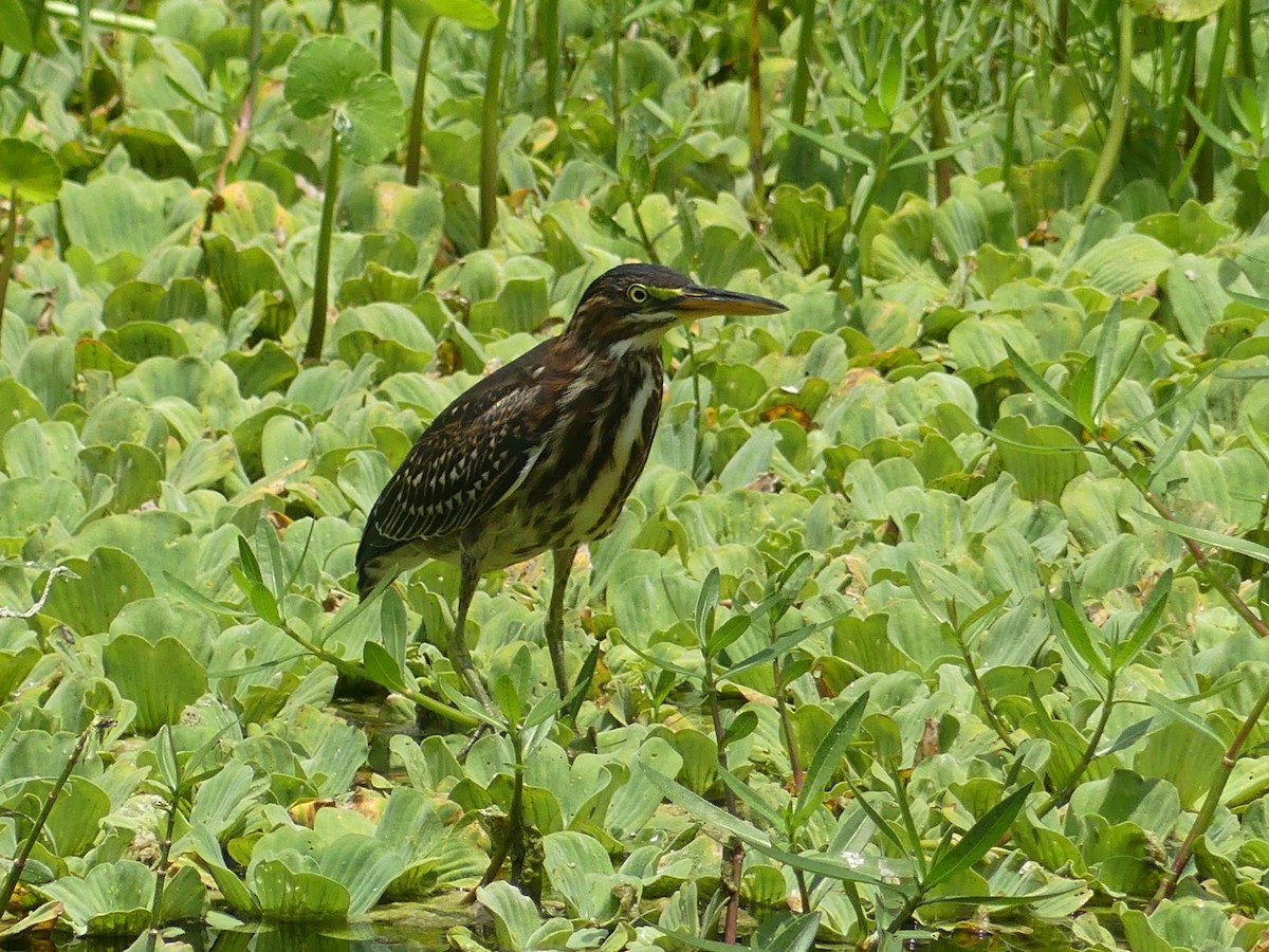 Green Heron - ML620627871