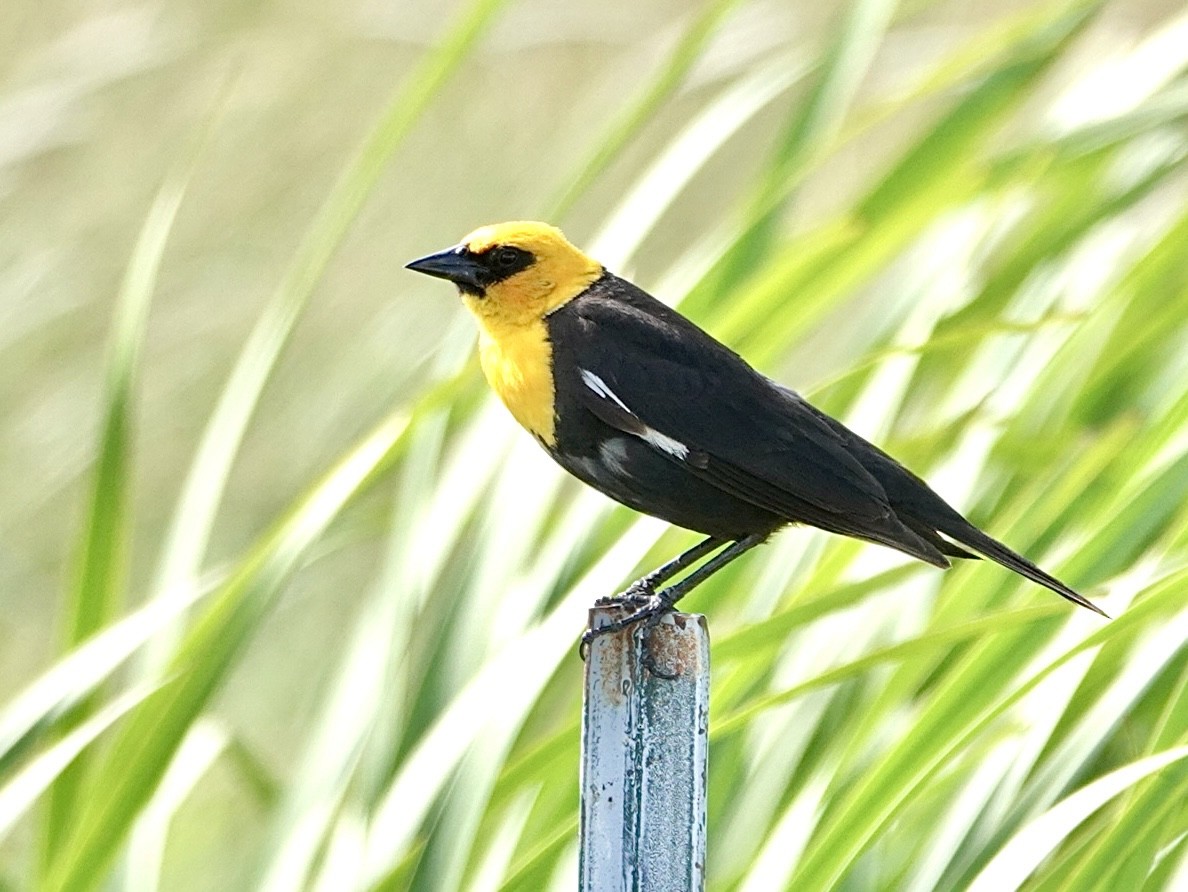 Yellow-headed Blackbird - ML620627872