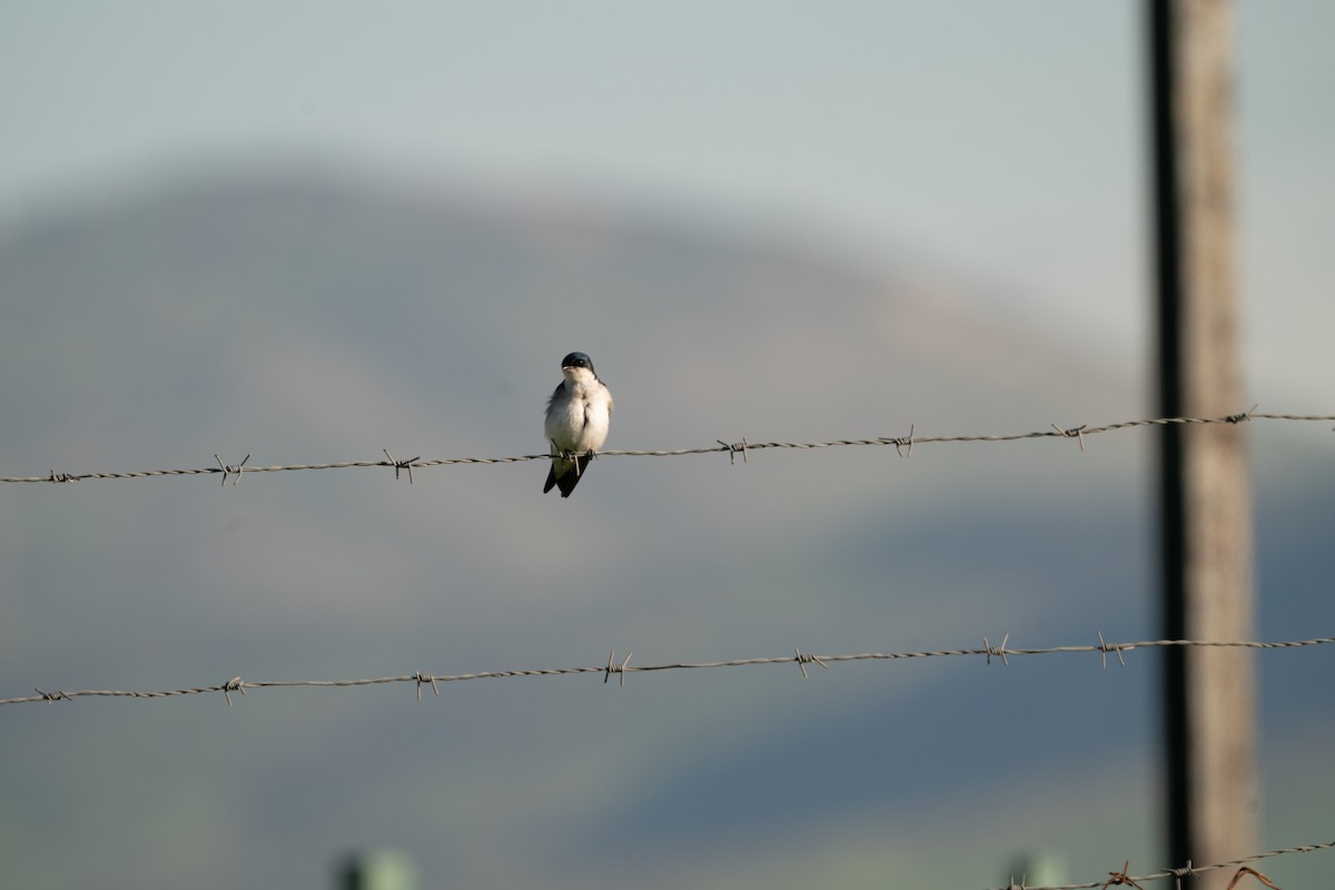 Chilean Swallow - ML620627876